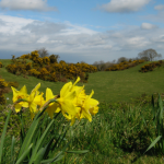 Narcisi fioriti in un verde campo irlandese